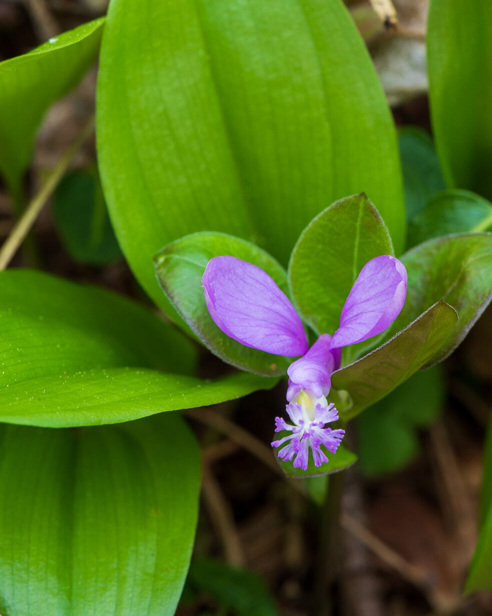 Spivey Gap Wildflowers